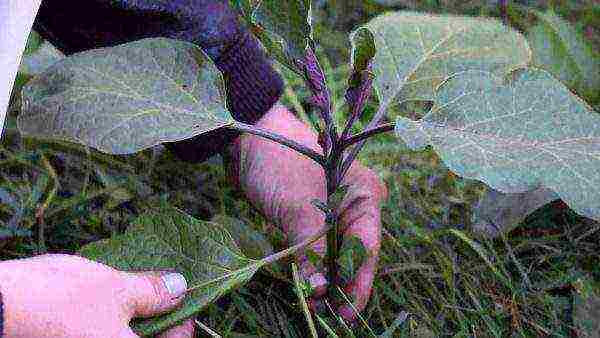 the best eggplant varieties for siberia