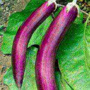 the best eggplant varieties for siberia