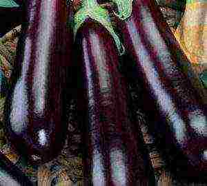 the best eggplant varieties for siberia