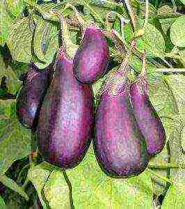 the best eggplant varieties for siberia