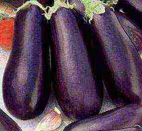 the best eggplant varieties for siberia