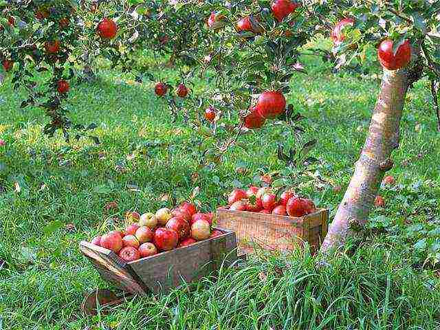 the best European varieties of apple trees