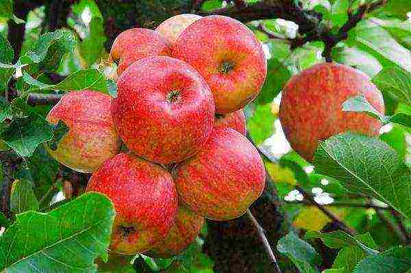 the best European varieties of apple trees