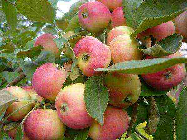 the best European varieties of apple trees