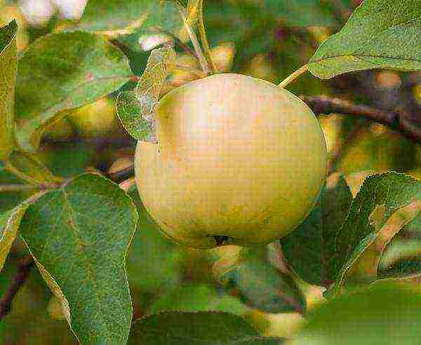 the best European varieties of apple trees