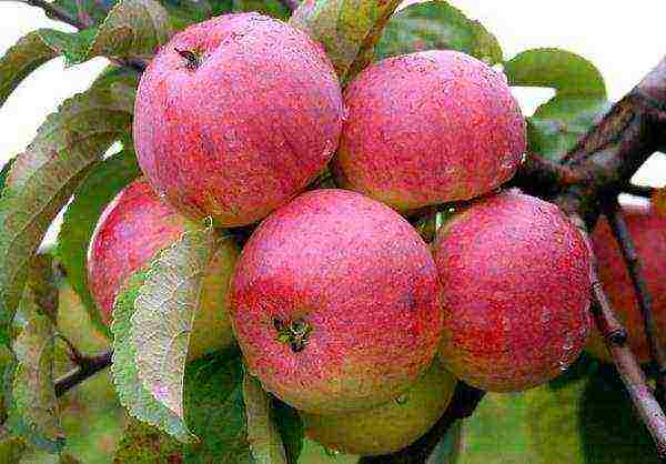 the best European varieties of apple trees