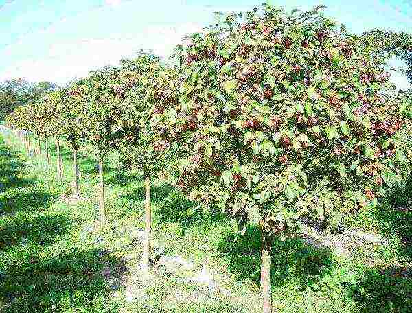 the best European varieties of apple trees