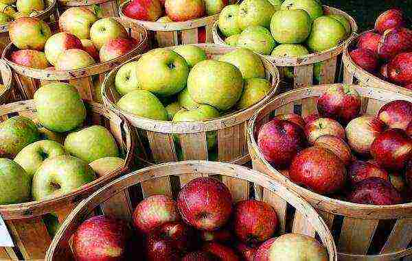 the best European varieties of apple trees