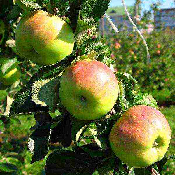 the best European varieties of apple trees