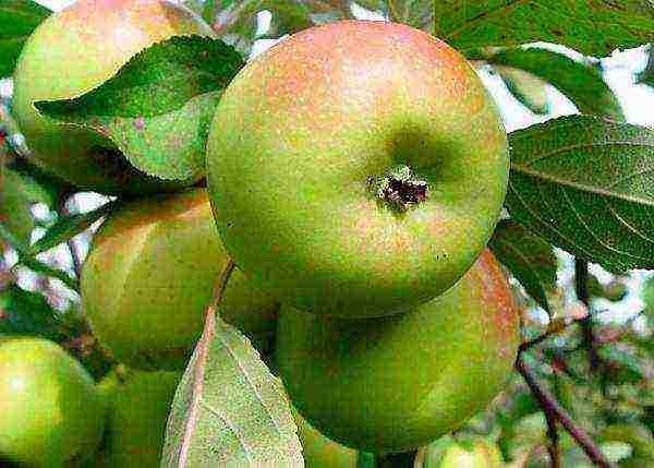 the best European varieties of apple trees