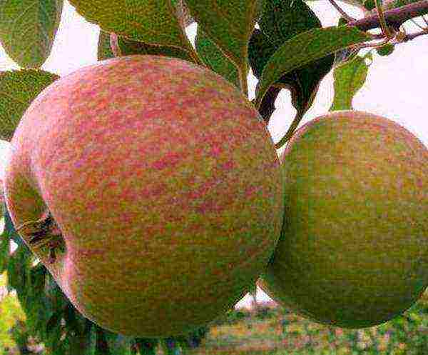 the best European varieties of apple trees