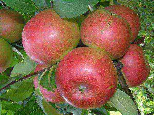 the best European varieties of apple trees