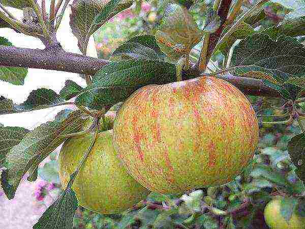 the best European varieties of apple trees