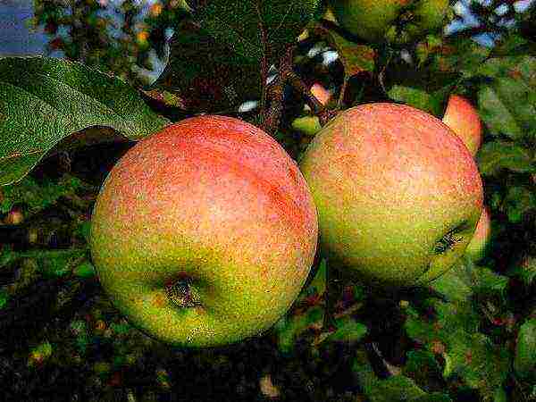 the best European varieties of apple trees