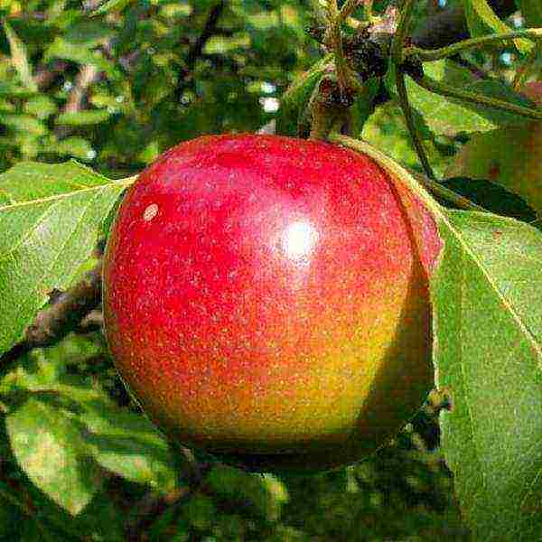 the best European varieties of apple trees