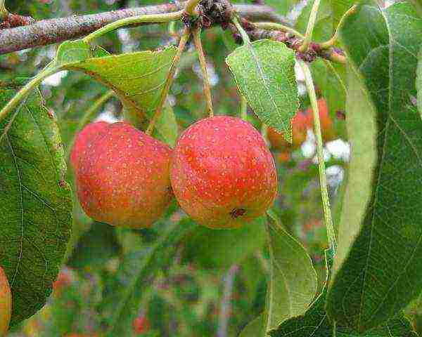 the best European varieties of apple trees