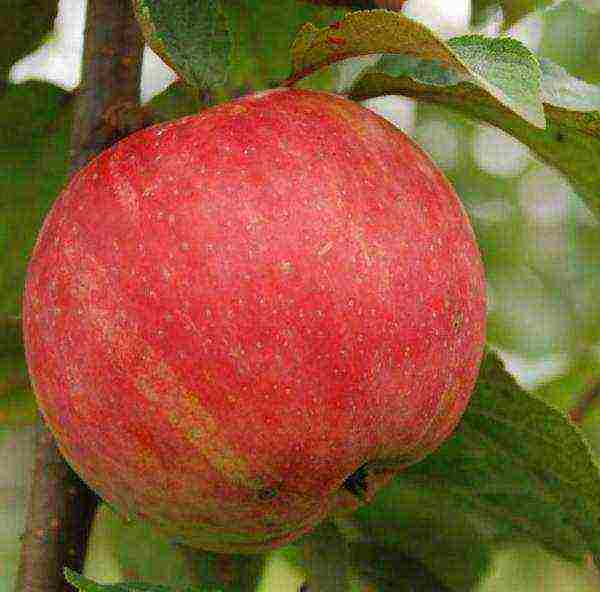 the best European varieties of apple trees