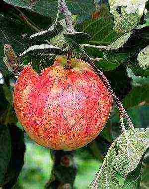 the best European varieties of apple trees