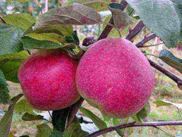 the best European varieties of apple trees