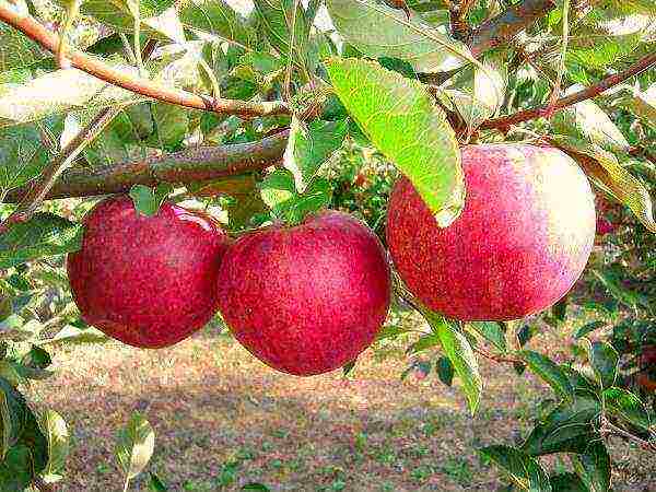 the best European varieties of apple trees