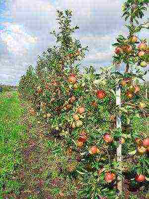 the best European varieties of apple trees