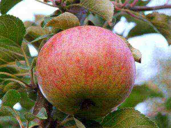 the best European varieties of apple trees