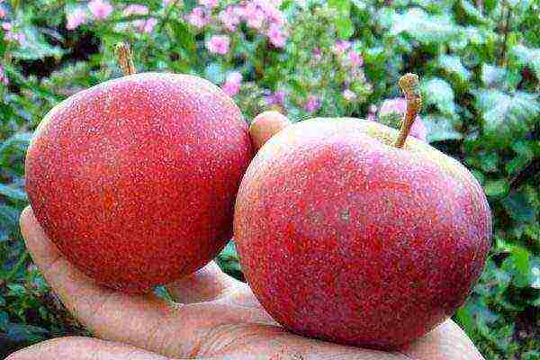 the best European varieties of apple trees