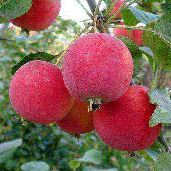 the best European varieties of apple trees