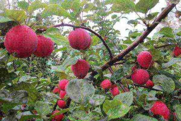 the best European varieties of apple trees