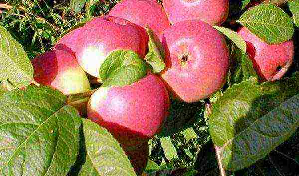 the best European varieties of apple trees