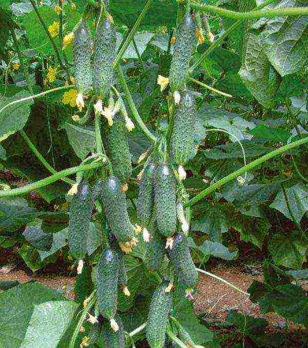 ang pinakamahusay na gherkins ng mga iba't ibang pipino