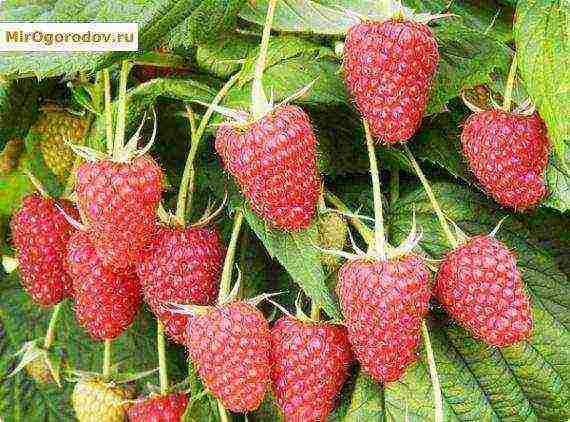 ang pinakamahusay na malalaking-prutas na mga raspberry variety