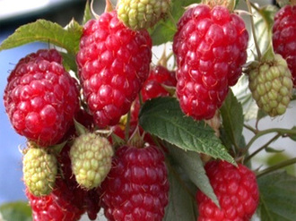 the best large-fruited raspberry varieties