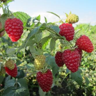 the best large-fruited raspberry varieties