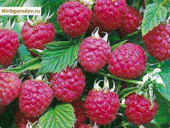 ang pinakamahusay na malalaking-prutas na mga raspberry variety