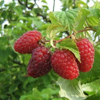 the best large-fruited raspberry varieties