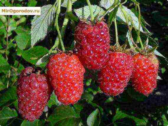 ang pinakamahusay na malalaking-prutas na mga raspberry variety