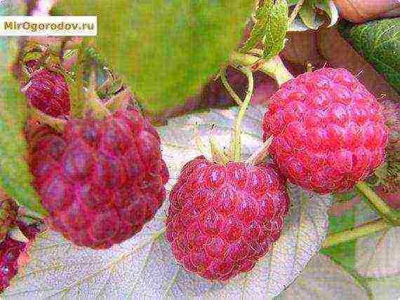 ang pinakamahusay na malalaking-prutas na mga raspberry variety