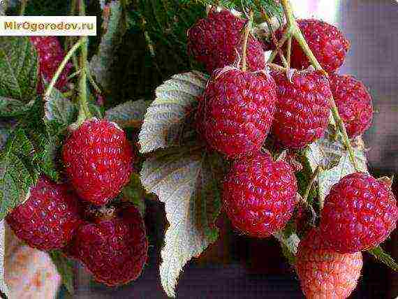 ang pinakamahusay na malalaking-prutas na mga raspberry variety