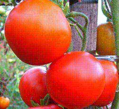 the best large varieties of tomatoes