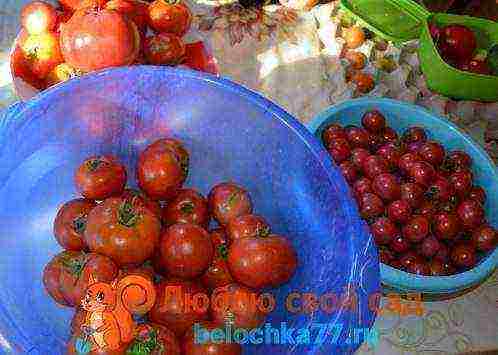 the best large varieties of tomatoes