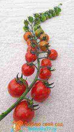 the best large varieties of tomatoes