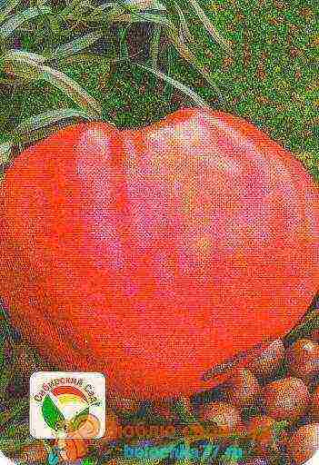 the best large varieties of tomatoes