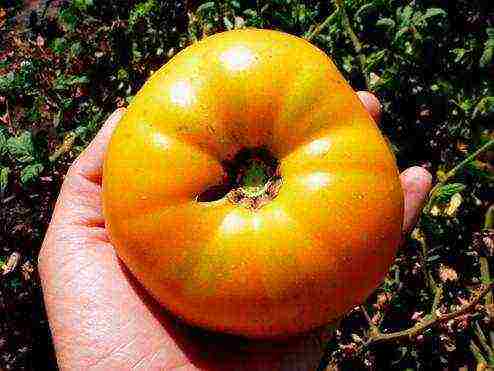 the best large varieties of tomatoes