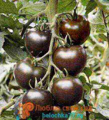 the best large varieties of tomatoes