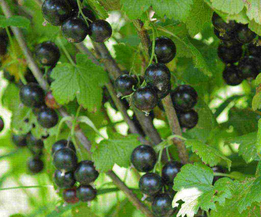 the best large varieties of currants