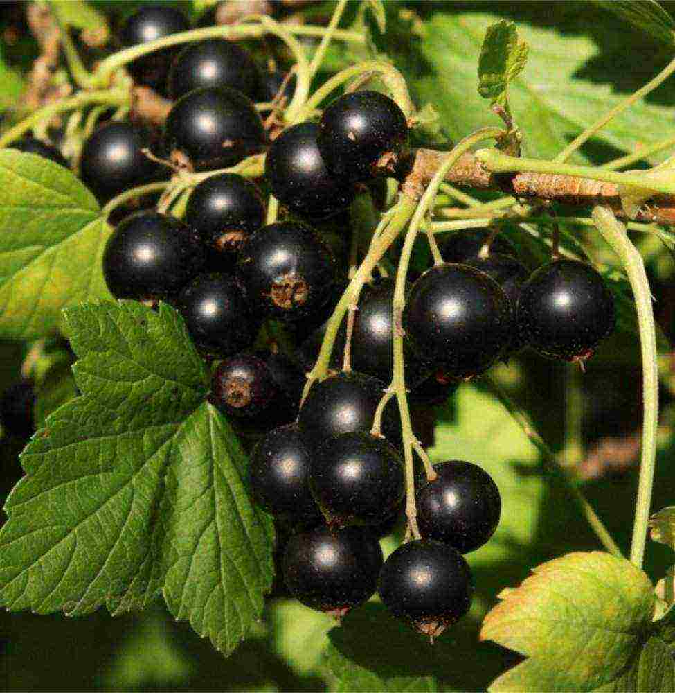 the best large varieties of currants