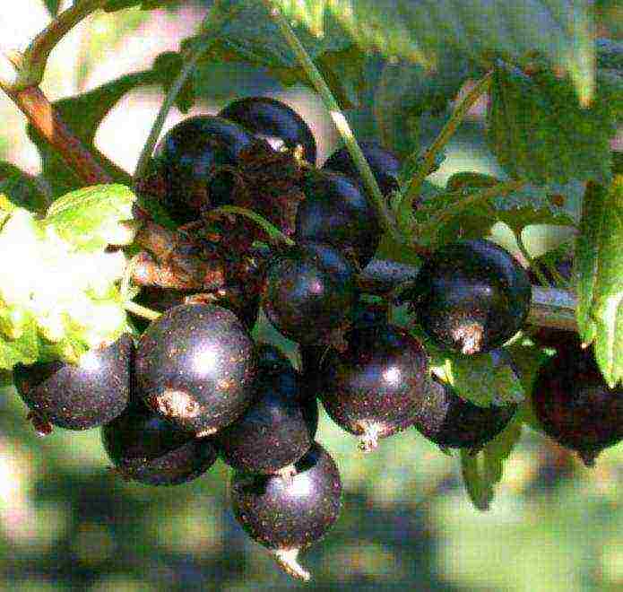 the best large varieties of currants