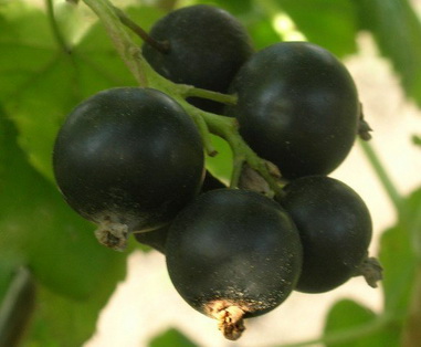 the best large varieties of currants