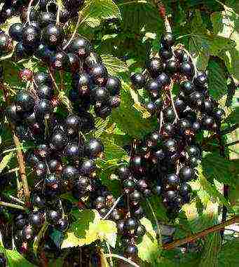 the best large varieties of currants